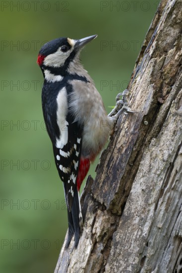 Buntspecht (Dendrocopos major), Bitburg, Rhineland-Palatinate, Germany