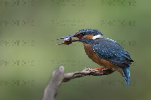 Kingfisher (Alcedo atthis) with brown trout, Bitburg, Rhineland-Palatinate, Germany