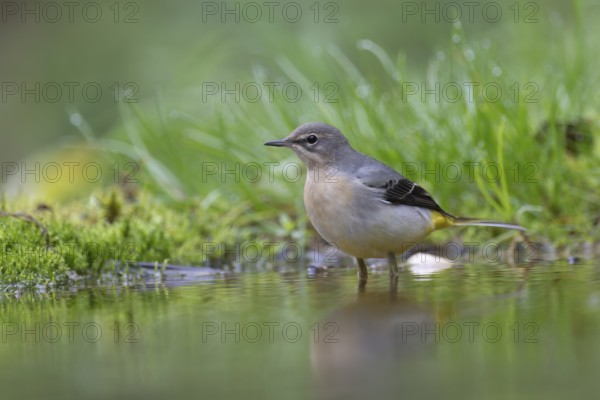 Mountain stilt (Motacilla cinerea), Bitburg, Rhineland-Palatinate, Germany