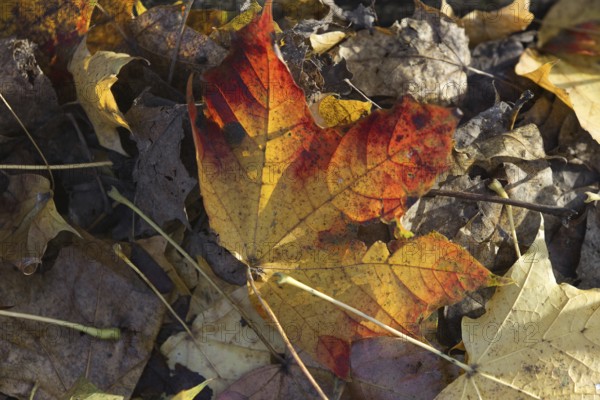 An autumnal leaf in shades of red and yellow lies on a layer of dry leaves, Nettetal