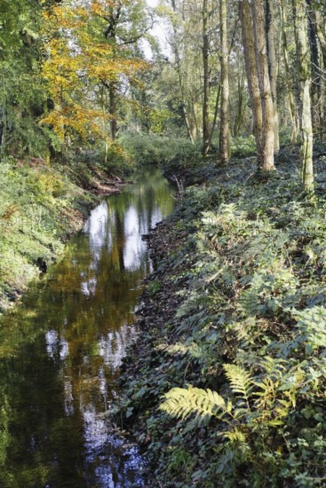 A quiet stream flows through a forest whose trees are reflected in the clear water, Nettetal