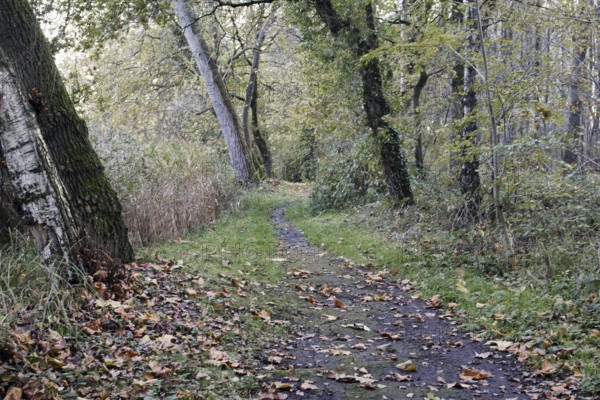 A green, deciduous path snakes through a quiet forest, Nettetal