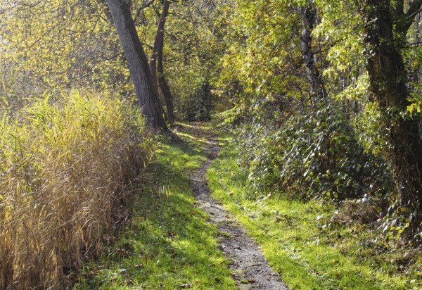 A narrow forest trail in sunny weather, surrounded by green and yellow trees and thick foliage, Nettetal
