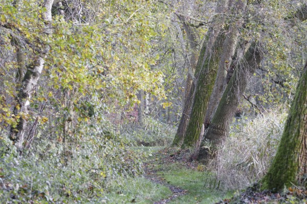 A tree-lined path leads through an autumnal forest, Nettetal