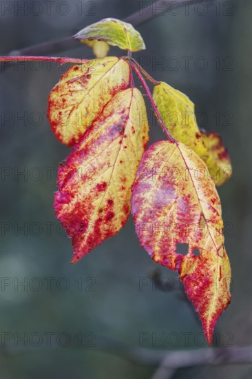 Close-up of red and yellow autumn leaves on a branch, Nettetal