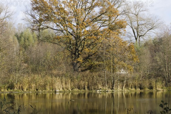 A quiet pond with a tree with golden autumn leaves in the background, Nettetal