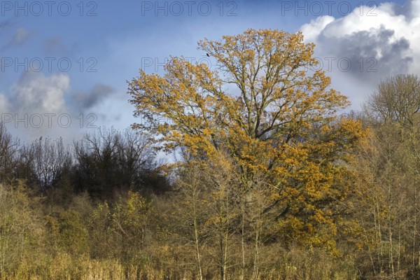 A large tree with golden leaves stands against a blue sky and clouds, Nettetal
