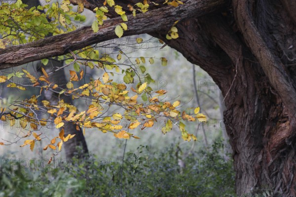 A branch with yellow leaves juts into a green, natural environment, Nettetal