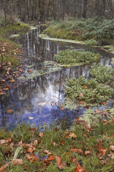 A small stream lined with autumn leaves snakes through the forest, Nettetal
