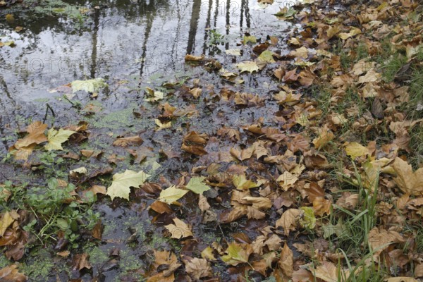 Autumn leaves float on a puddle of water in a natural forest setting, Nettetal