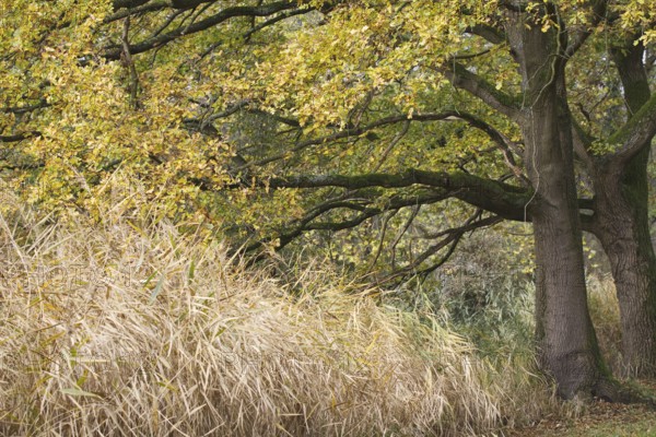Large tree with autumnal yellow leaves next to tall grasses, Nettetal