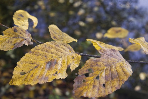 Close-up of yellow-brown autumn leaves above a water surface, Nettetal