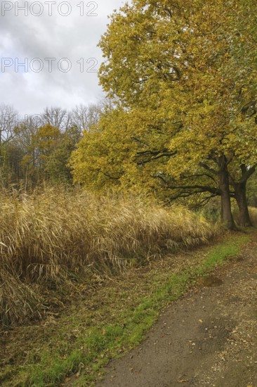 Forest path lined with green-yellow leaves and tall grass under cloudy sky, Nettetal