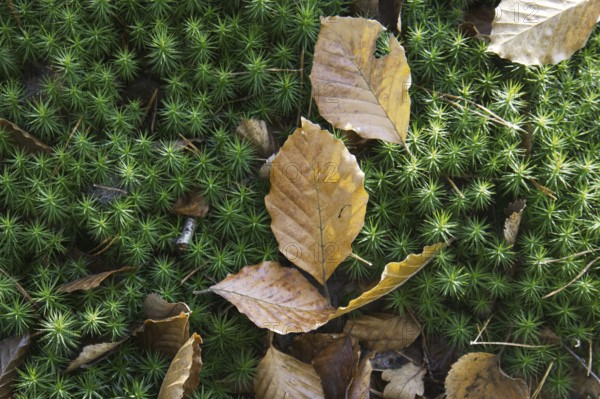 Wilted autumn leaves are scattered on green moss carpet, Nettetal