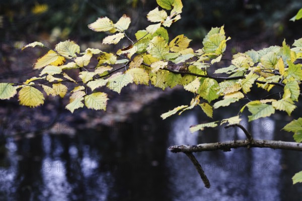 Branch with yellow-green leaves over a dark river, autumnal, Nettetal