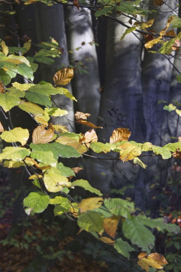Colourful autumn leaves in front of shady tree trunks in the forest, Nettetal