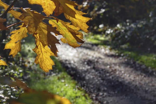 Golden-yellow oak leaves above a forest path punctuated by sunlight in autumn, Nettetal