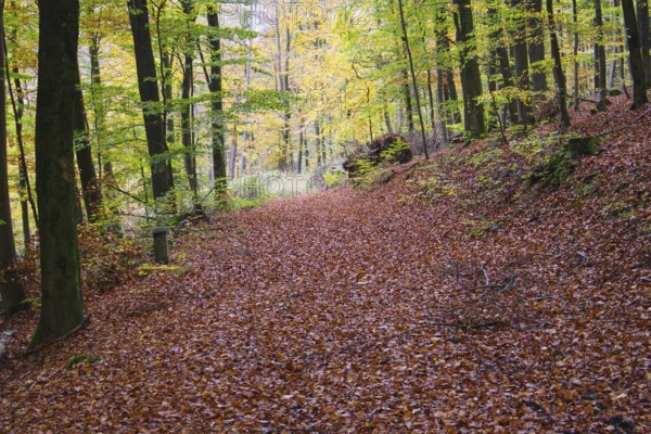 A forest path covered by foliage, flooded with soft light, Freudenberg North Rhine-Westphalia