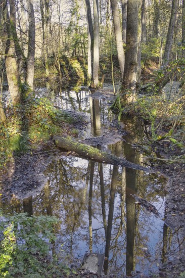A quiet stream flows through a forest, trees are reflected in the water, Nettetal