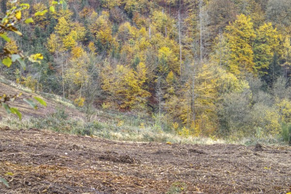 Autumn deciduous forest on a hill with colorful foliage, Freudenberg, North Rhine-Westphalia
