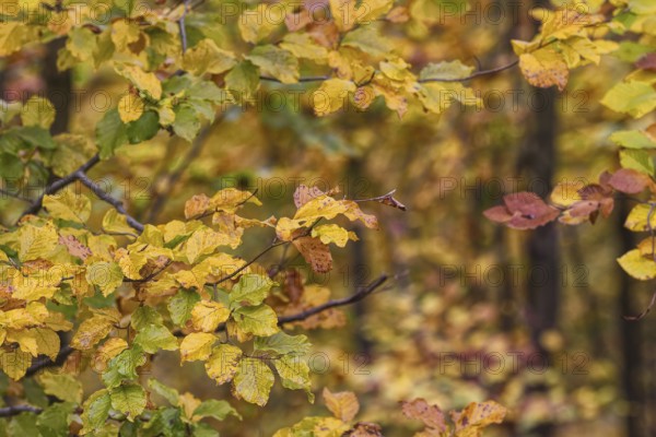 Close-up of yellow autumn leaves on branches with varied colors, Freudenberg North Rhine-Westphalia