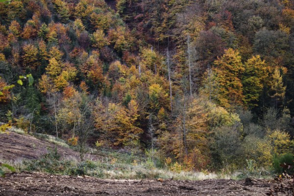 View of a hilly forest in full autumn colors, Freudenberg North Rhine-Westphalia