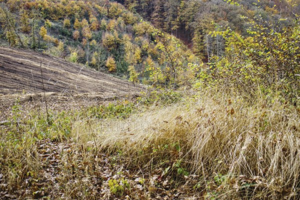 Dried grass and colorful autumn forest in hilly landscape, Freudenberg North Rhine-Westphalia