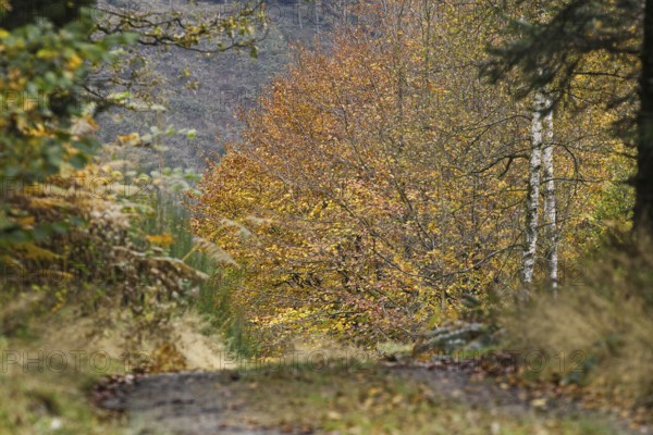 Path through an autumn forest, framed by colorful trees and foliage, Freudenberg North Rhine-Westphalia