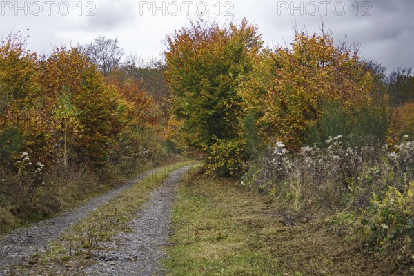 A narrow path leads through an autumnal forest with thick bushes, Freudenberg North Rhine-Westphalia