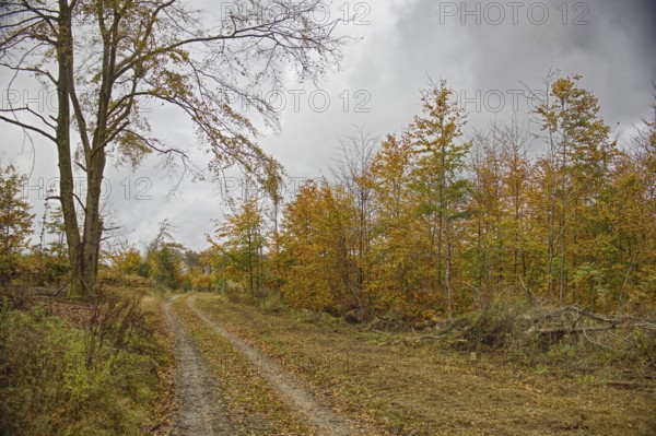 A forest trail lined with autumn trees under a cloudy sky, Freudenberg, North Rhine-Westphalia