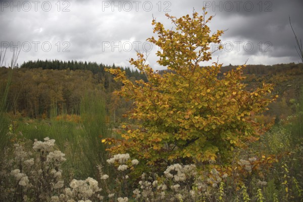 Autumn landscape with colorful foliage and dramatic clouds in the sky, Freudenberg, North Rhine-Westphalia