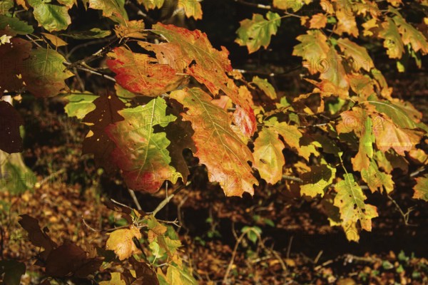Close-up of autumn leaves in warm sunlight, Nettetal