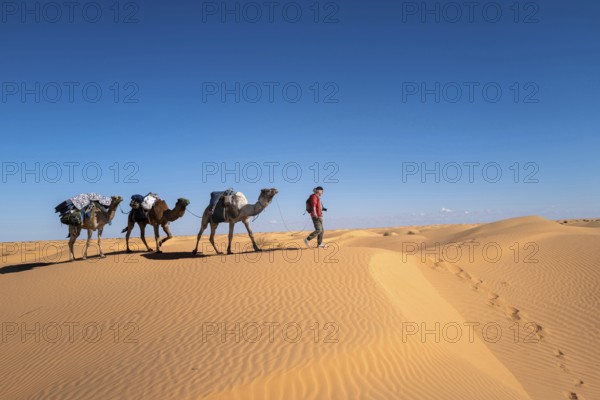 Desert caravan, camels, guide, desert, dunes, Sahara, Tunisia, camel, camel trekking, caravan, tourists, trekking