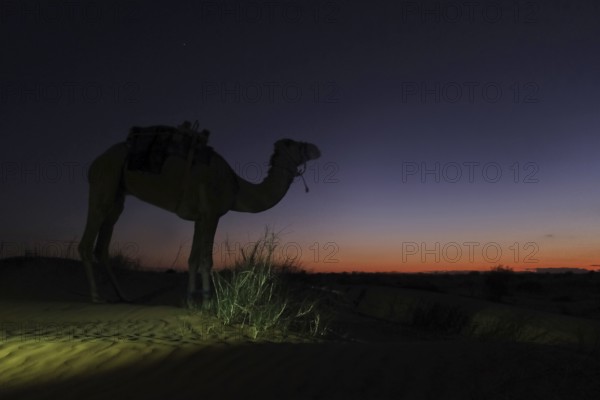 Camel, twilight, silhouette, desert, Sahara, Tunisia, dromedary, twilight