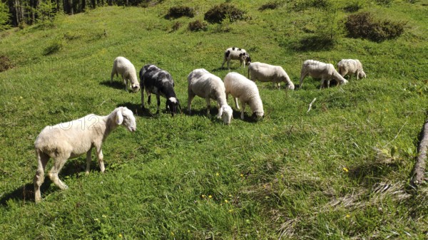 Carniola stone sheep, Slovenia