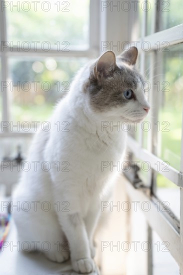 House cat in front of a window