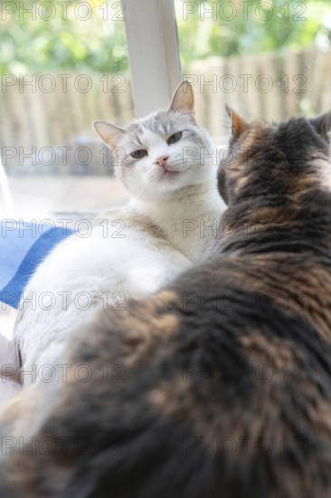 Two house cats in front of a window