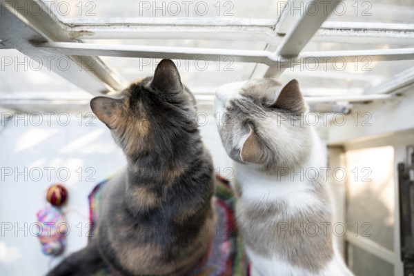 Two house cats in front of a window