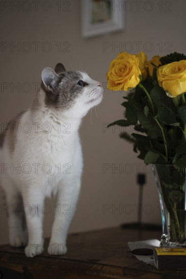 House cat, smelling of yellow roses