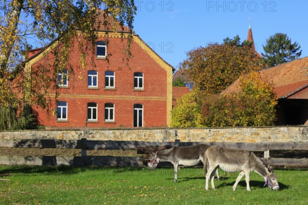 Donkey in a pasture, old three-sided farm, Lüdersen mountain village, city of Springe, Hanover region, Lower Saxony, Germany
