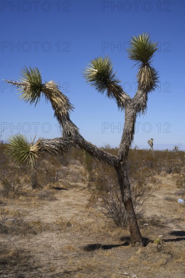 Yoshua tree Kateen in the desert near Seligman, Arizona. USA