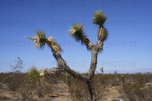 Yoshua tree Kateen in the desert near Seligman, Arizona. USA