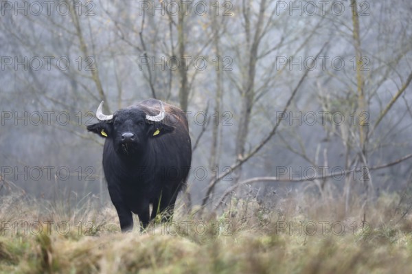 Eating water buffalo cow in landscape management, pristine landscape, November atmosphere, fog, Burghausen, Upper Bavaria, Bavaria, Germany