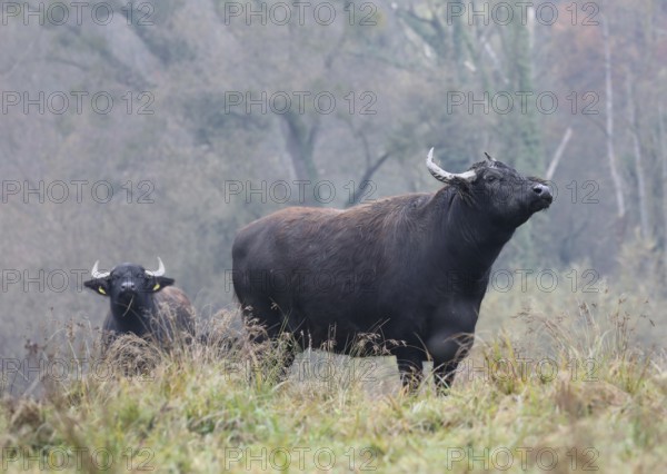 Two weathering water buffalo cows in landscape management, pristine landscape, November atmosphere, fog, Burghausen, Upper Bavaria, Bavaria, Germany