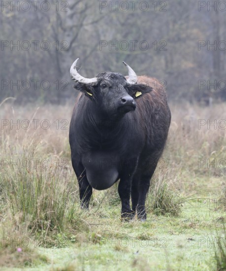 Weathering water buffalo cow in landscape management, pristine landscape, November atmosphere, fog, Burghausen, Upper Bavaria, Bavaria, Germany