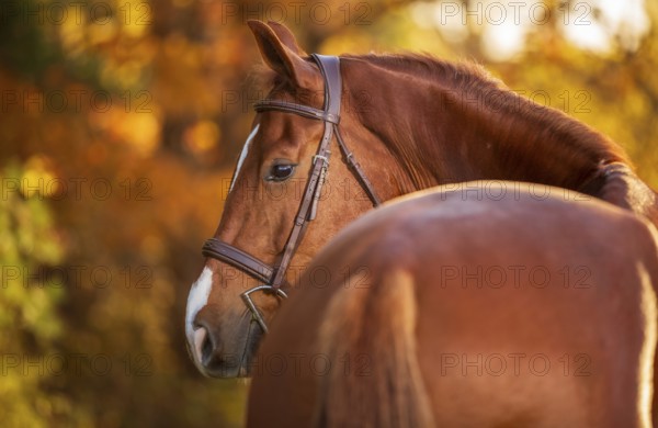 A chestnut coloured brown horse (equus caballus) with a bridle in a serene autumn setting with warm light in London, Ontario, Canada