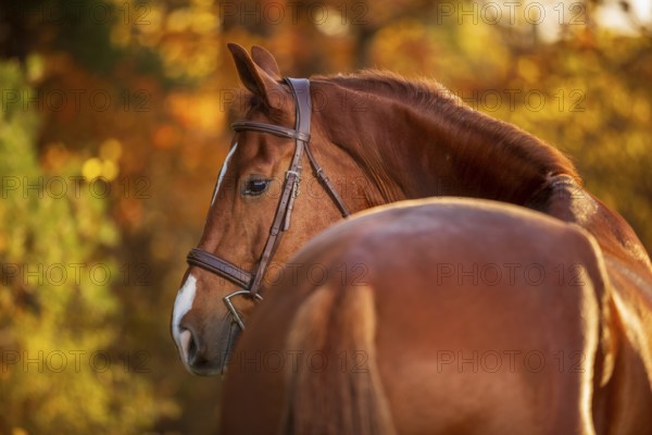 A chestnut brown horse (equus caballus) with a bridle surrounded by autumn foliage and warm colors in London, Ontario, Canada