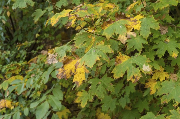 Borken, NRW, Germany, Maple leaves transforming into yellow and green colors on a tree branch, showing seasonal change