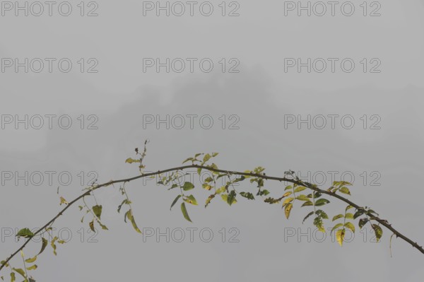 Arc-shaped branch of a wild rose with heavily corroded leaves in front of a foggy landscape, symbol of transience, Upper Bavaria, Bavaria, Germany