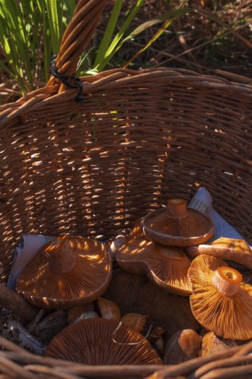 Freshly collected edible mushrooms in a woven basket, illuminated by sunlight, give off an autumnal feeling, Sassello, Liguria, Italy